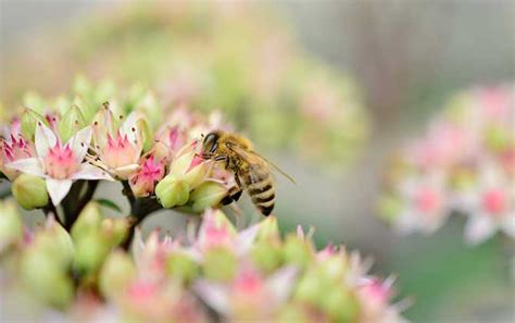 蜜蜂来家里|蜜蜂来家里是福还是祸？